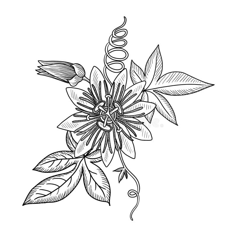 Vector drawing passion flower vector illustration