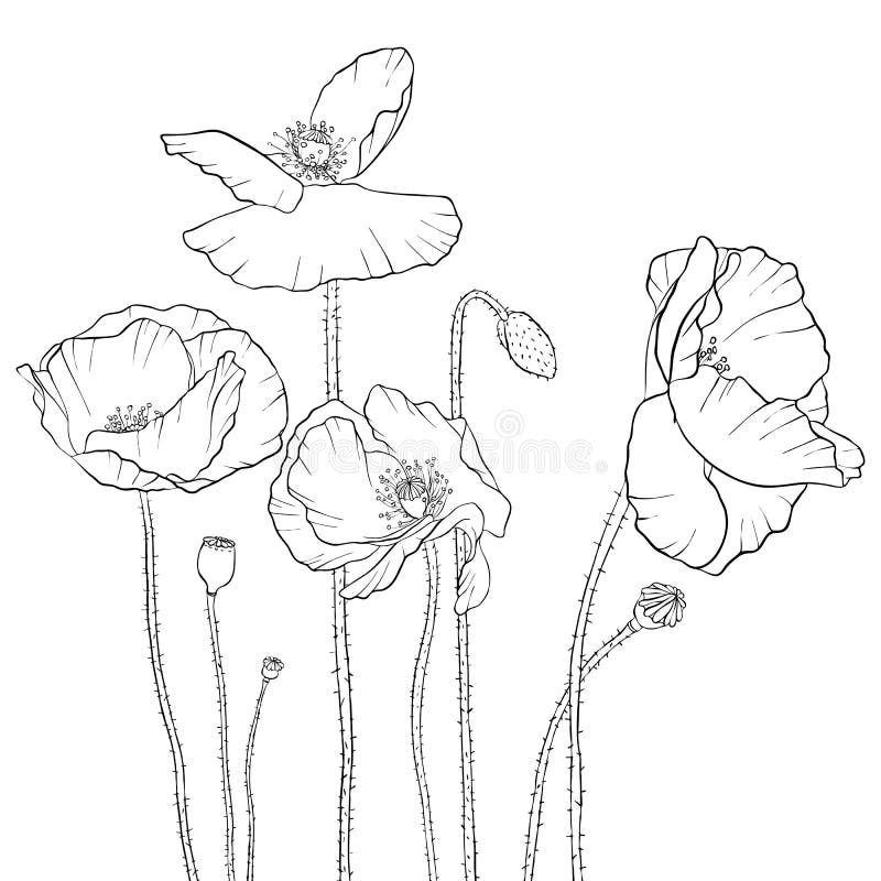 Drawing poppy stock vector. Illustration of monochrome - 14333260