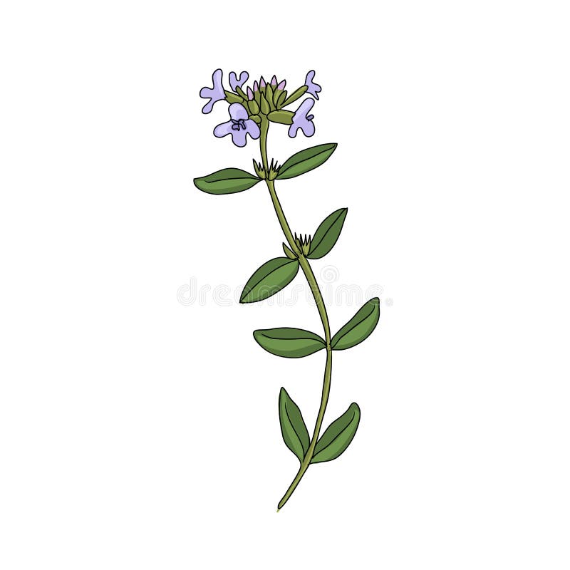 Vector drawing thyme stock vector. Illustration of garden - 202620679