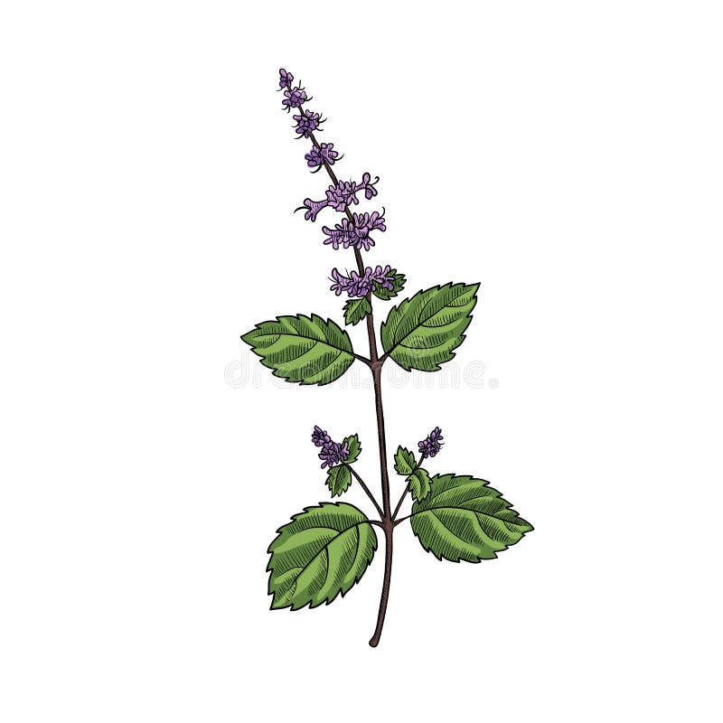 Vector illustration of Ocimum tenuiflorum, known as holy basil or tulsi,  isolated on white background. 7955976 Vector Art at Vecteezy