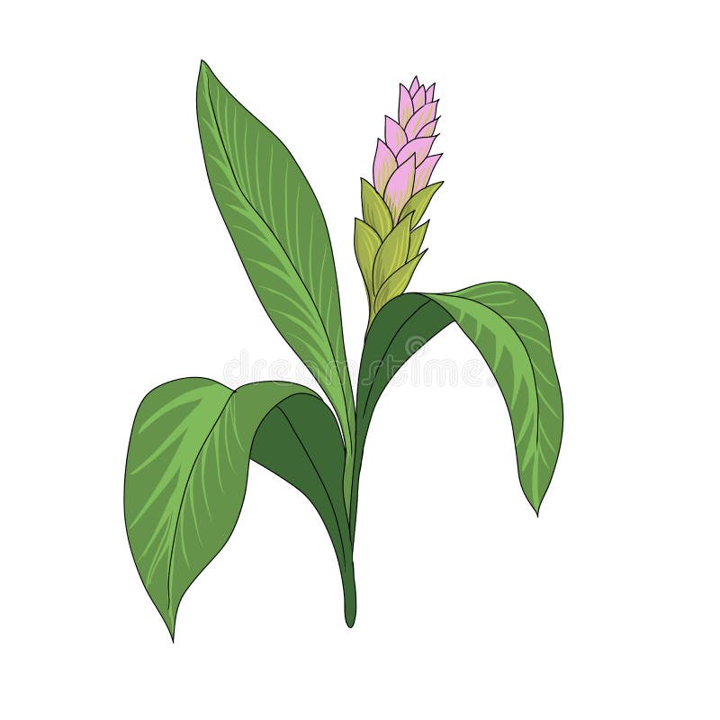 Vector Drawing Turmeric Plant Stock Illustration Illustration of weed