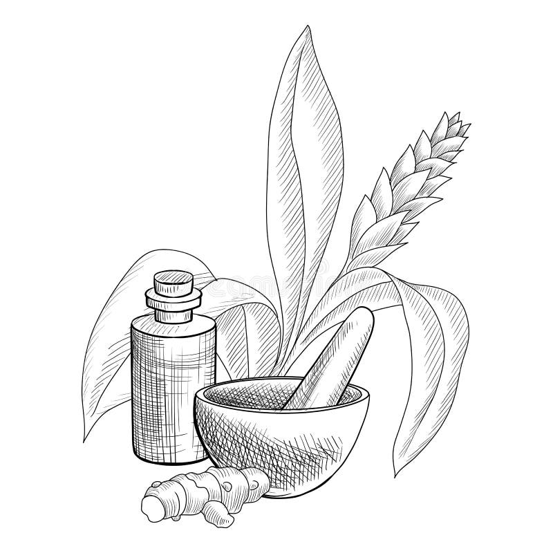 Vector drawing turmetic essential oil