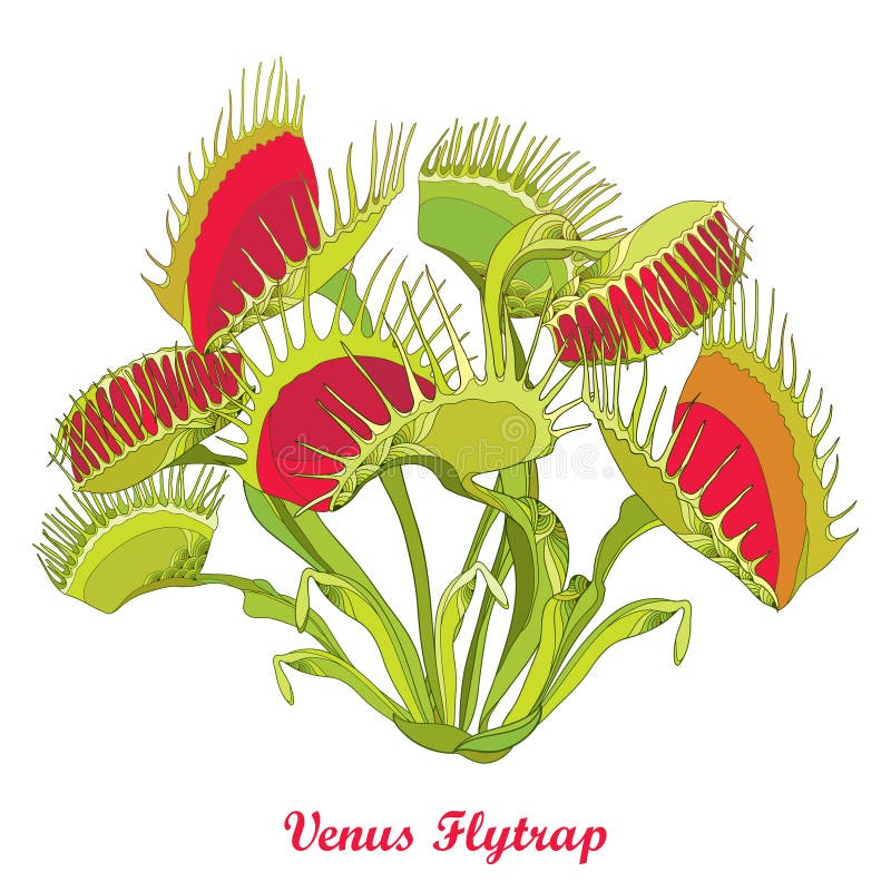 Fly Trap Venus Stock Illustrations – 241 Fly Trap Venus Stock  Illustrations, Vectors & Clipart - Dreamstime