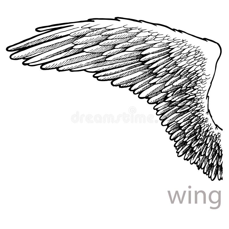 Vector Drawing Wing with Feathers Stock Vector Illustration of