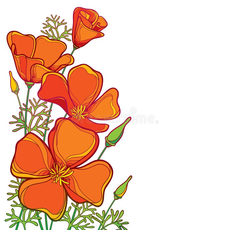 Vector Eckblumenstrauß Entwurf der orange Kalifornien-Mohnblumenblume oder des Kalifornien-Sonnenlichts oder Eschscholzia, Blatt