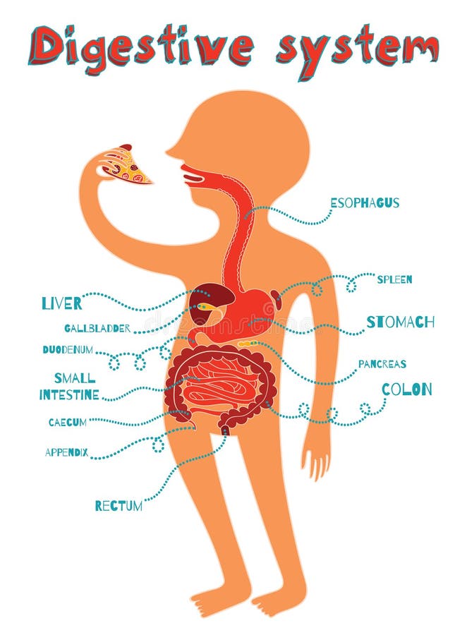 Vector El Ejemplo Del Sistema Digestivo Humano Para Los Niños