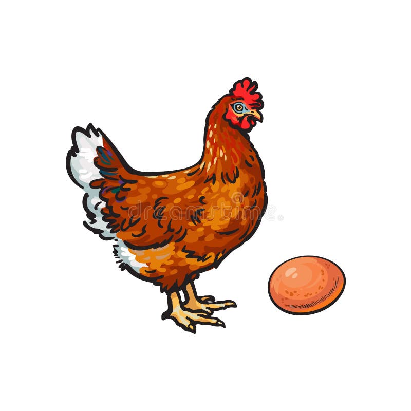 Vector el pollo dibujado mano del bosquejo, huevo aislado libre illustration Vector el pollo dibujado mano del bosquejo, huevo aislado libre illustration