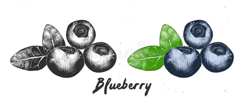 Hand drawn sketch of blueberry in monochrome and colorful. Detailed etching food drawing stock illustration Hand drawn sketch of blueberry in monochrome and colorful. Detailed etching food drawing stock illustration