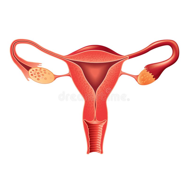 Vector femenino de la anatomía del sistema reproductivo