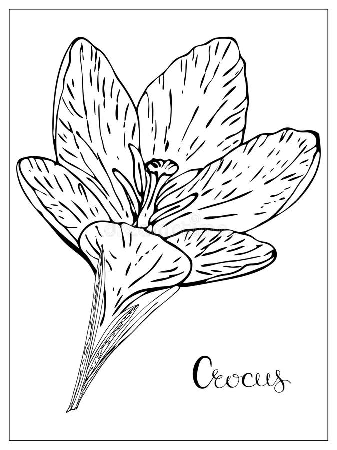 Vector floral ilustracja z sylwetką kwiatów krokowych ilustracja wektor Vector floral ilustracja z sylwetką kwiatów krokowych ilustracja wektor
