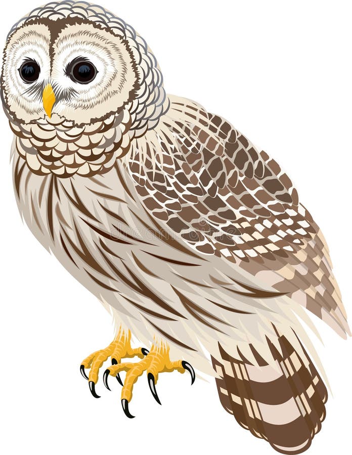 Vector florida barred owl illustration