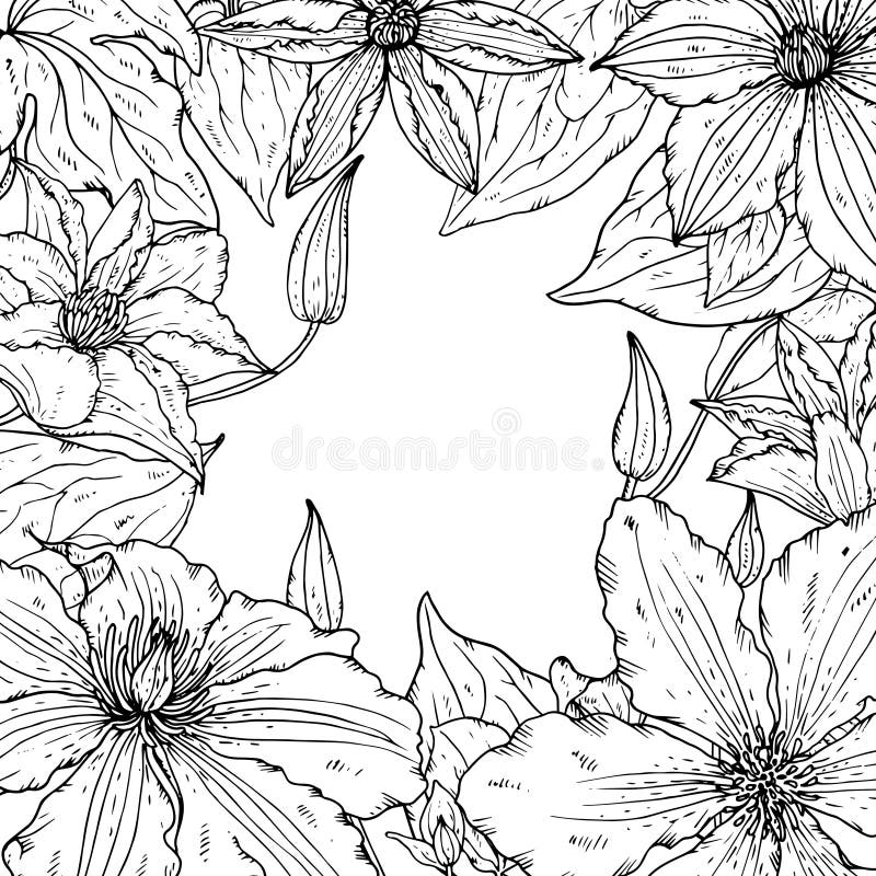 Vector frame with beautiful clematis flowers for greeting card or wedding invitation stock illustration