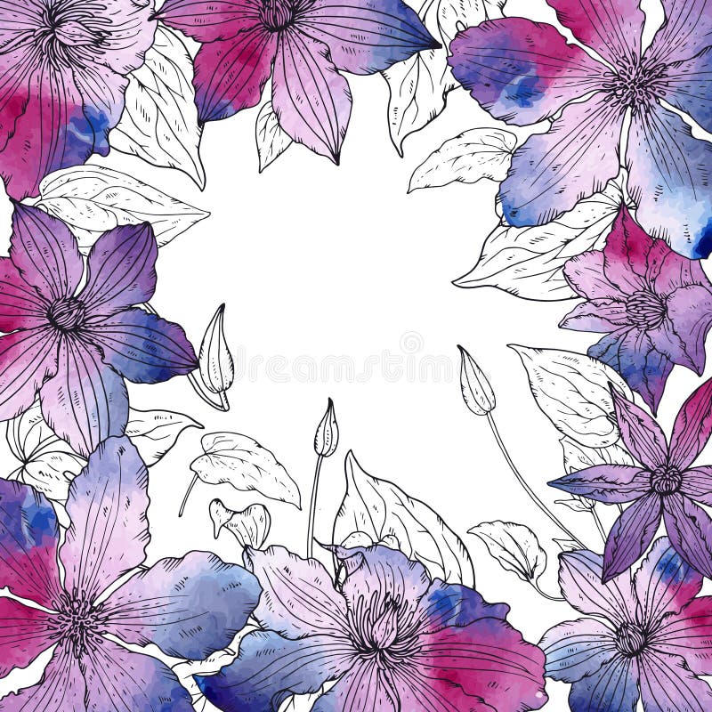 Vector frame with beautiful clematis flowers vector illustration