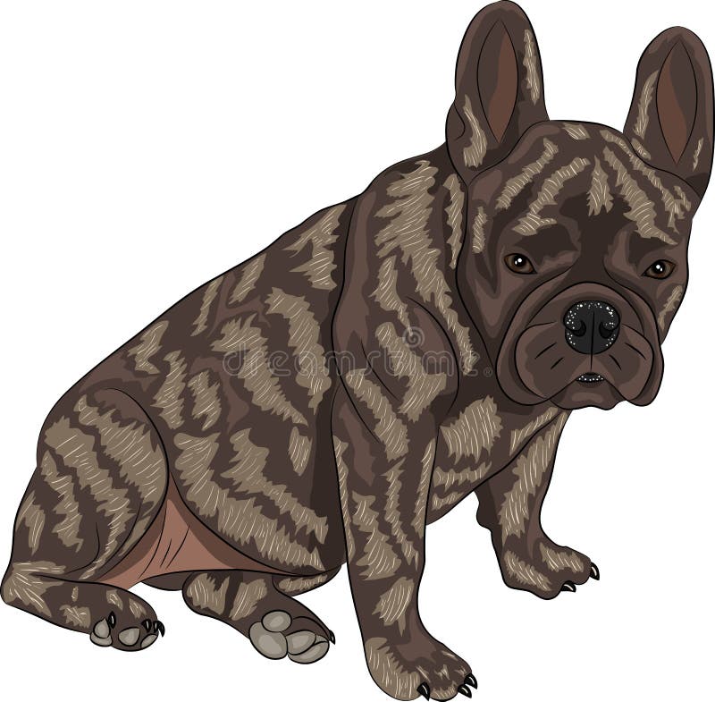 Vector french bulldog stock vector. Illustration of front