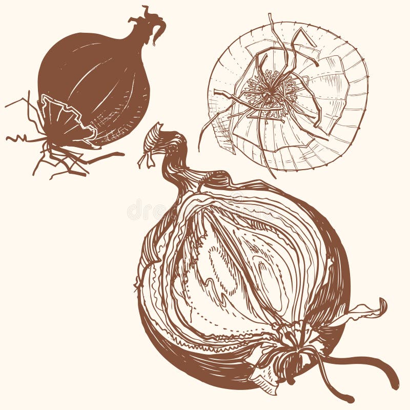 Vector fresh brown onions engrave drawing. vector illustration Vector fresh brown onions engrave drawing. vector illustration