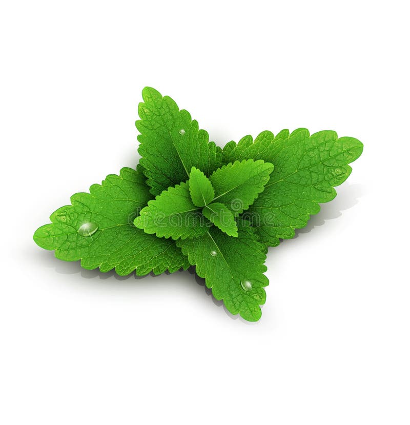 Fresh Mint Leaves On A White Background Stock Vector Illustration of