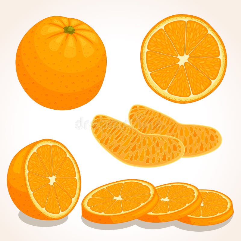 Vector Fresh Orange. Sliced, Whole, Half Oranges. Stock Vector