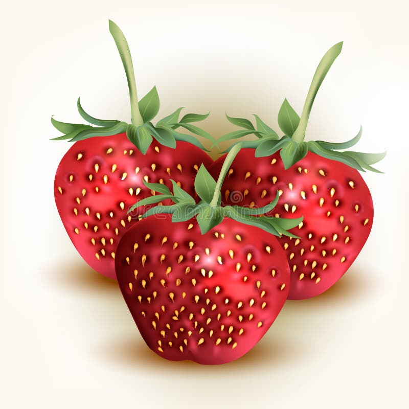 Vector fresh, red strawberry on white