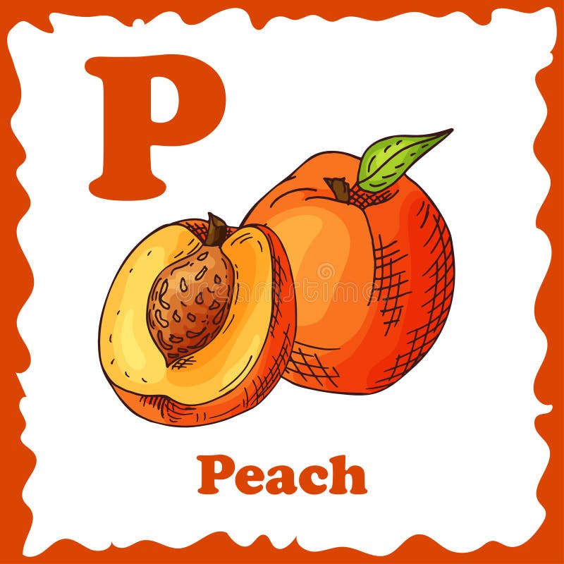 Vector fruit alphabet for education. Illustration for kids. Letter P for Peach. Letter p pear vectors