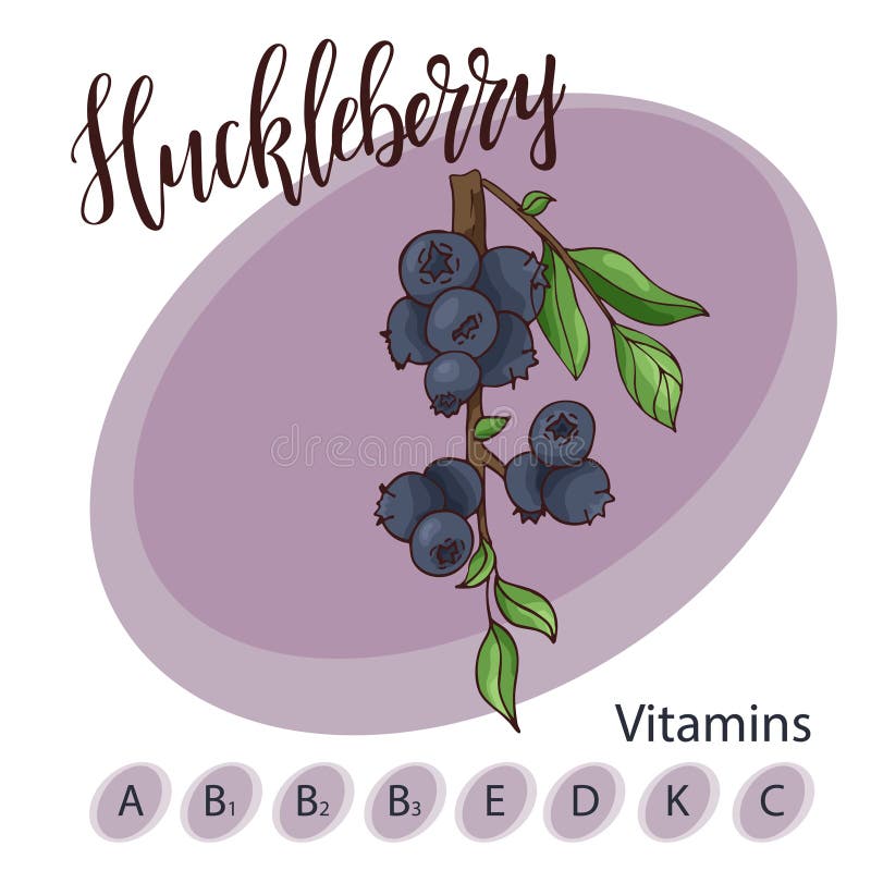 400+ Drawing Of The Huckleberry Bush Illustrations, Royalty-Free Vector  Graphics & Clip Art - iStock