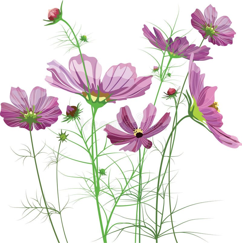 Vector garden flowers, Cosmos bipinnatus