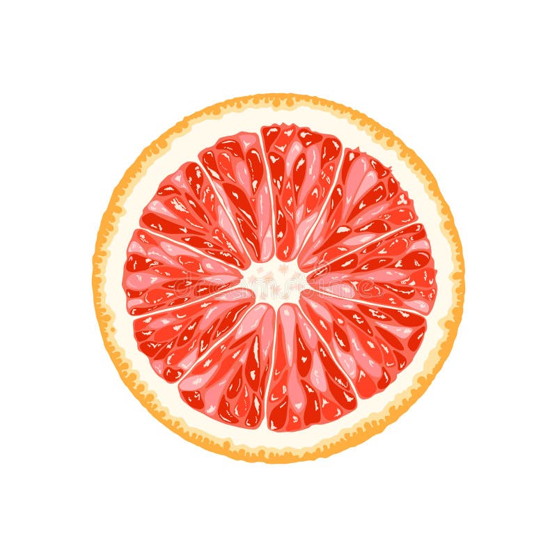 Vector grapefruit, pomelo slice. Illustration of citrus