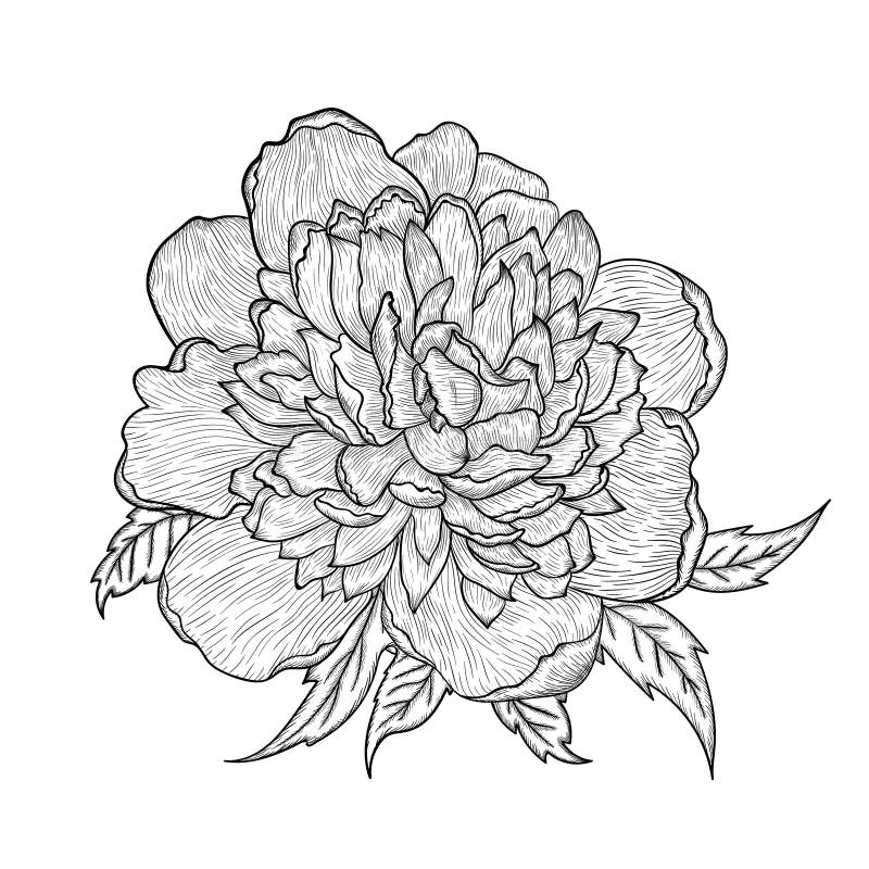 Vector Graphic Detailed Drawing Depicting a Peony Bud Stock Vector ...