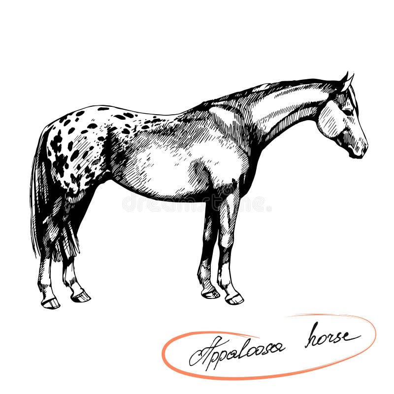 Native American Breeds: Appaloosa - Horse Illustrated