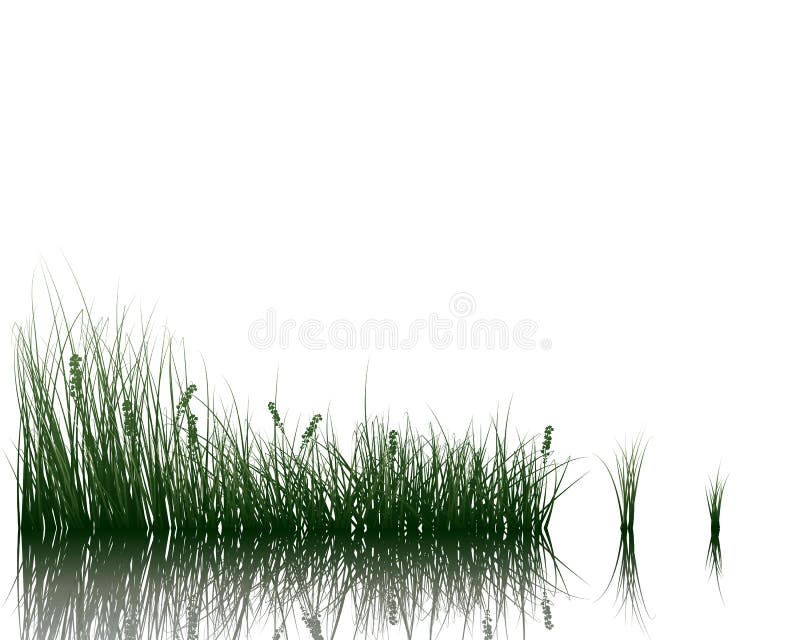 Meadow with reflection vector illustration