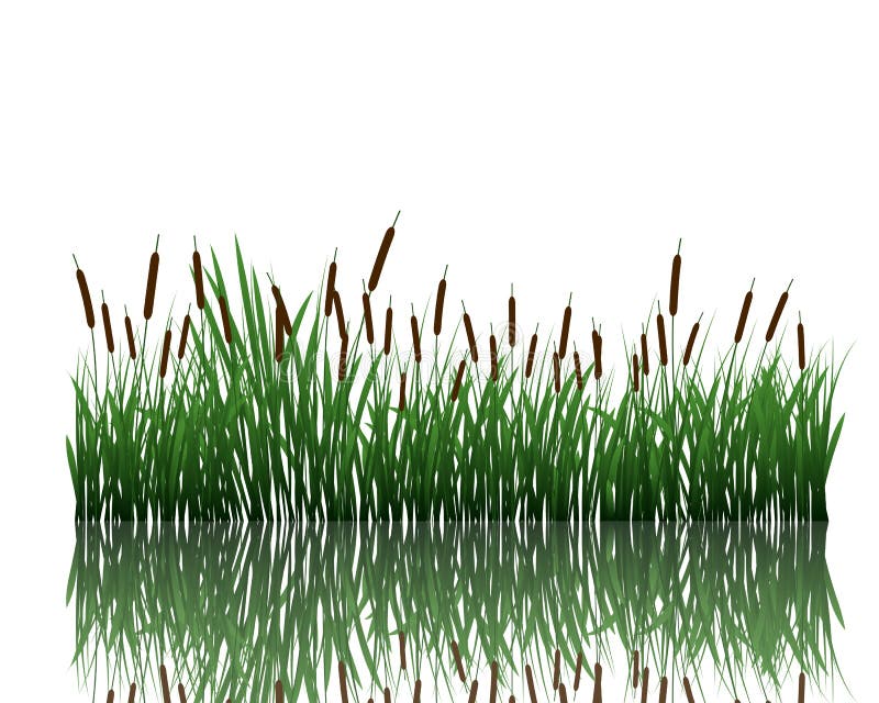 Meadow with reflection stock illustration