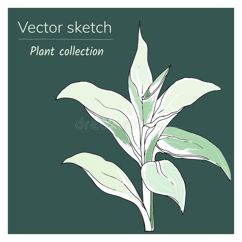 Bamboo Shoot, Hand Draw Sketch Vector Stock Vector Illustration of delicious, tropical 194956360