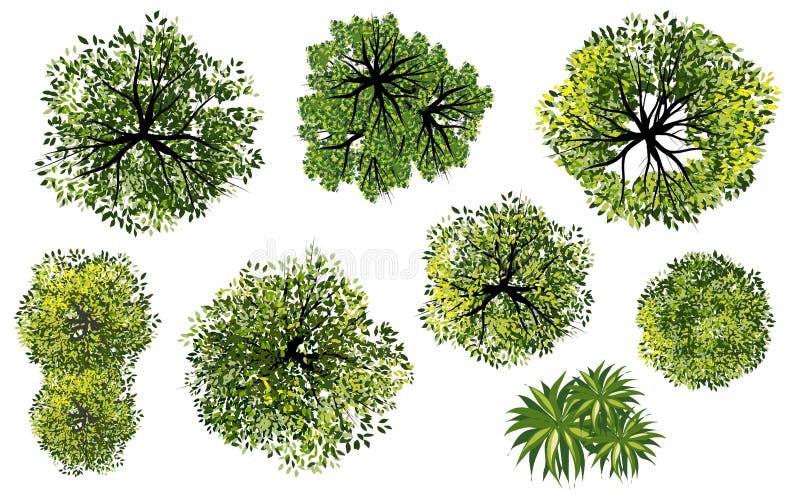 tree top view vector tree top view vector