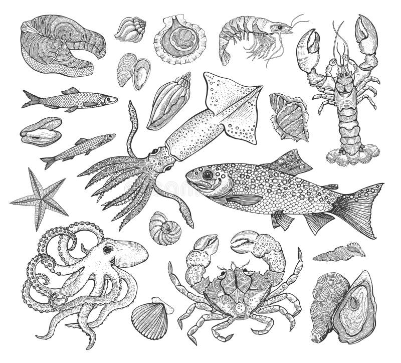 Vector große Sammlung der Meeresfrüchte mit Krabbe, Hummer, Garnele, Fisch, Forelle, Kalmar, Muscheln, Krake Weinlesestich lizenzfreie abbildung Vector große Sammlung der Meeresfrüchte mit Krabbe, Hummer, Garnele, Fisch, Forelle, Kalmar, Muscheln, Krake Weinlesestich lizenzfreie abbildung