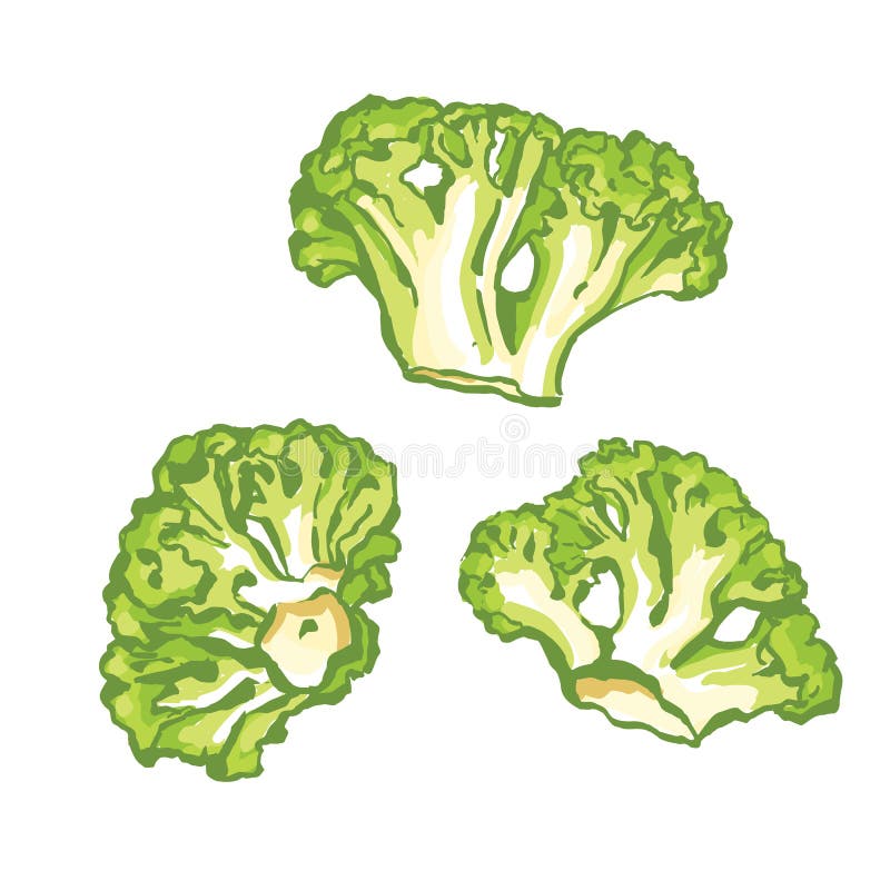 Illustration of broccoli. stock vector. Illustration of nature - 216842758