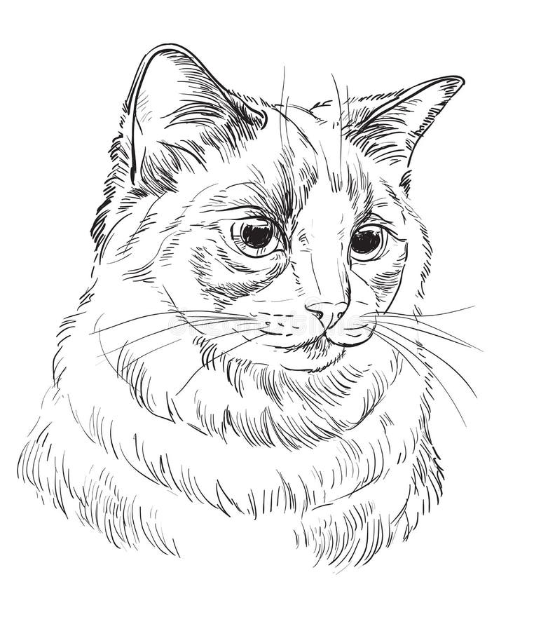 Vector Hand Drawing Cat 5 Stock Vector Illustration Of Funny