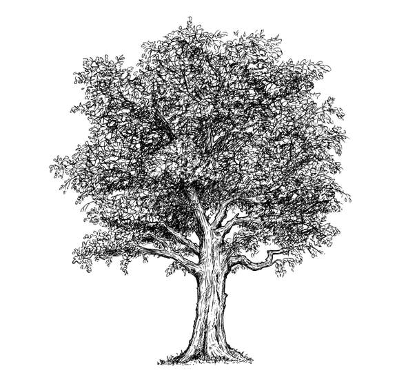 Pen Ink Tree Stock Illustrations – 8,464 Pen Ink Tree Stock ...