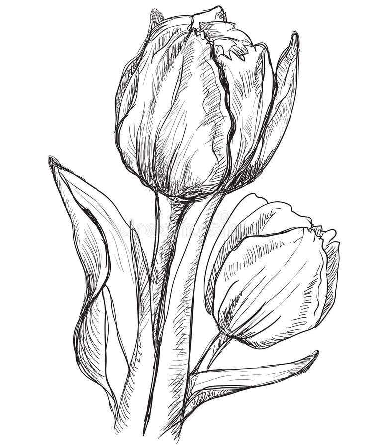 tulips pencil drawing