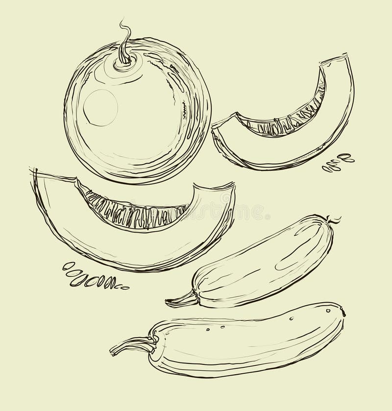 Vector Hand Drawing Juicy Melons Stock Vector Illustration of sketch