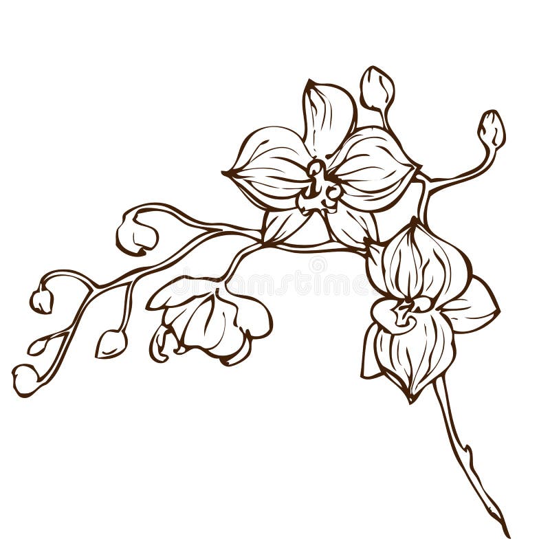 Vector hand drawing orchid flower