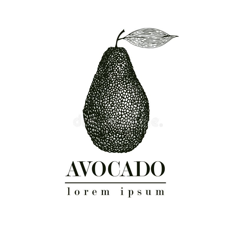 Vector hand drawn avocado. Tropical summer fruit retro style illustration. Detailed food drawing. Great for label royalty free illustration Vector hand drawn avocado. Tropical summer fruit retro style illustration. Detailed food drawing. Great for label royalty free illustration