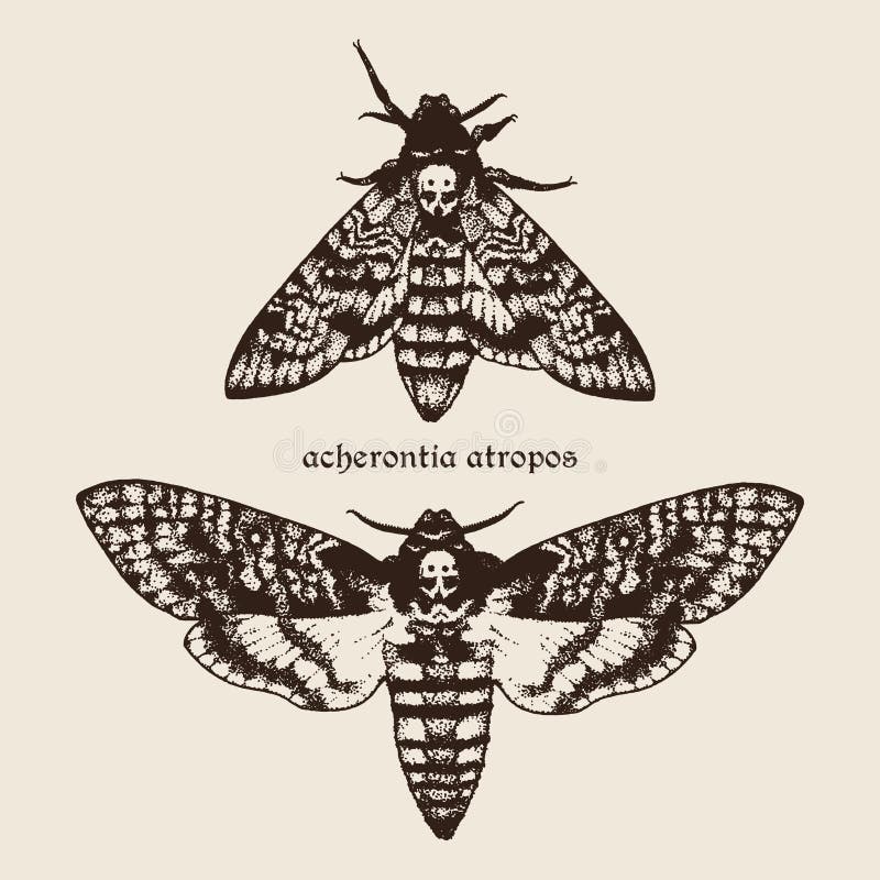 Vector hand drawn Deaths head hawk moths illustration.