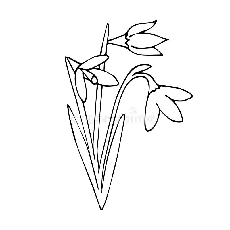 Vector Hand Drawn Doodle Sketch Snowdrops Flower Stock Vector ...