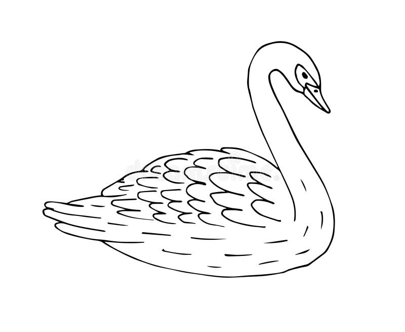 Vector Hand Drawn Doodle Sketch Swan Stock Illustration - Illustration ...