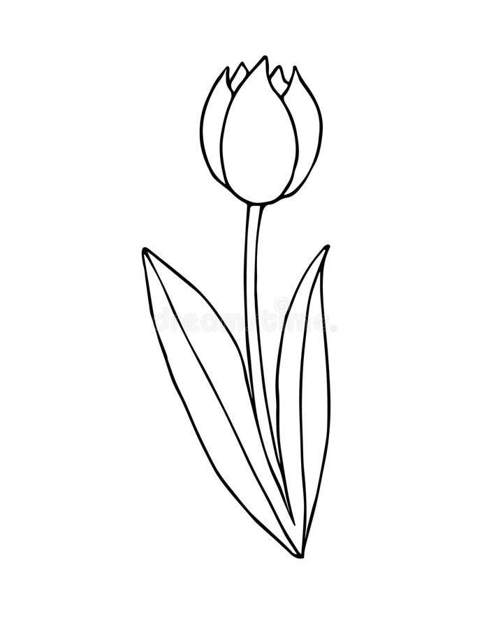 Vector Hand Drawn Doodle Sketch Tulip Flower Stock Illustration ...