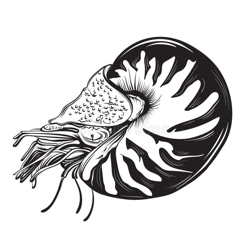 Download Vector Nautilus Seamless Pattern With Anchor, Shell, Ships ...