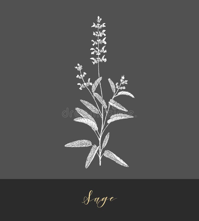 Vector sage plant. stock vector. Illustration of cosmetics 134699289