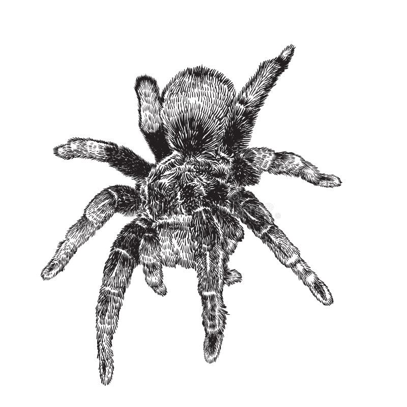 prompthunt: an imperfect drawing of a spider with pencil