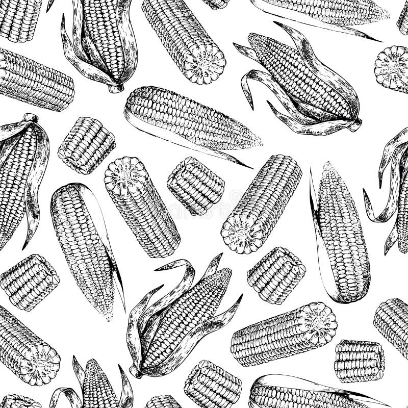 Vector hand drawn seamless pattern of corn cobs. Farm vegetables. Engraved art. Organic sketched objects. stock illustration Vector hand drawn seamless pattern of corn cobs. Farm vegetables. Engraved art. Organic sketched objects. stock illustration