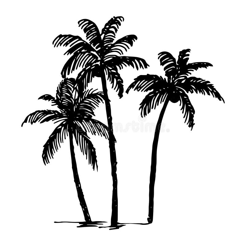 Vector Hand Drawn Sketch of Palm Logo Illustration on White Background ...