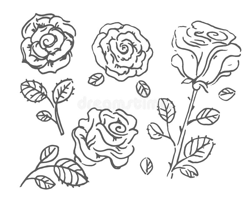 Vector Hand Drawn Sketch of Rose Flower Illustration on White